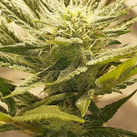 Gorilla Girl Fv growlog timeline photo