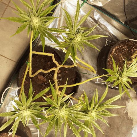 Gorilla Girl Fv growlog timeline photo