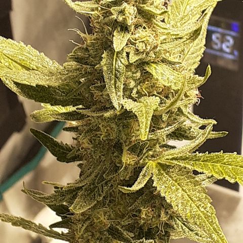 Gorilla Girl Fv growlog timeline photo