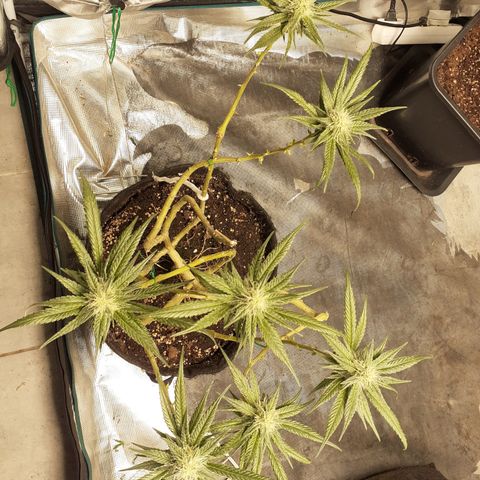 Gorilla Girl Fv growlog timeline photo