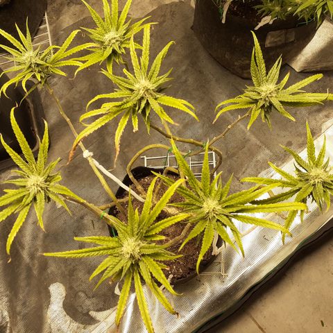 Gorilla Girl Fv growlog timeline photo