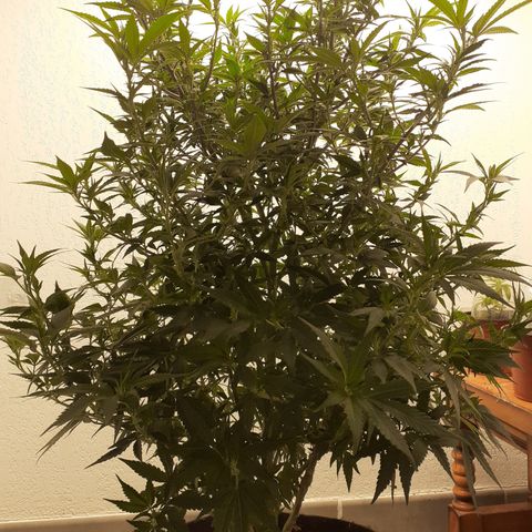Gorilla Girl Fv growlog timeline photo