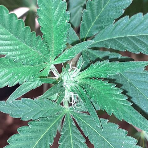 Gorilla Girl Fv growlog timeline photo