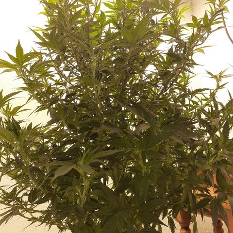 Gorilla Girl Fv growlog timeline photo