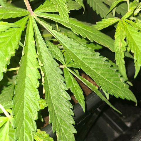 Ams Extreme growlog timeline photo