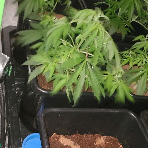 Ams Extreme growlog timeline photo