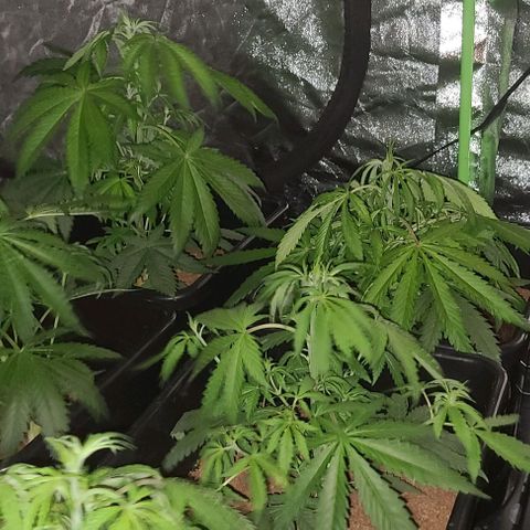 Ams Extreme growlog timeline photo