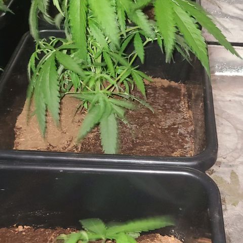Ams Extreme growlog timeline photo
