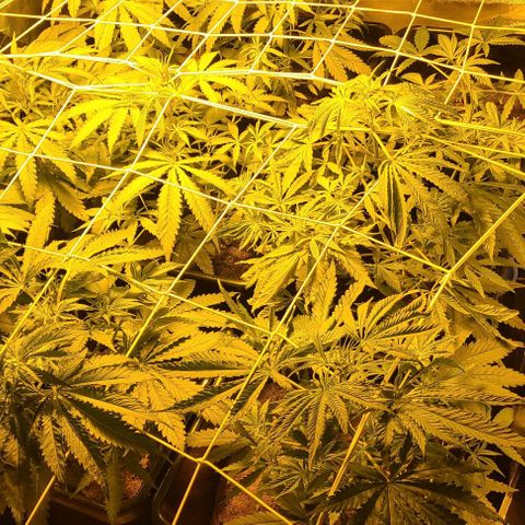 Ams Extreme growlog timeline photo