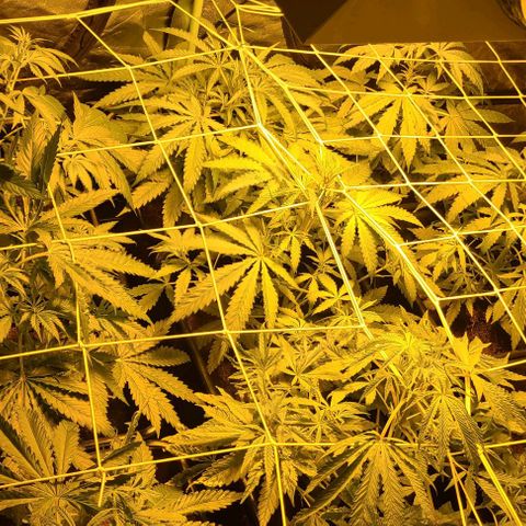 Ams Extreme growlog timeline photo