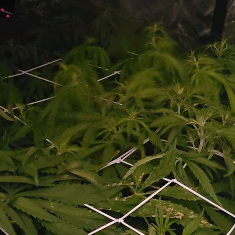Ams Extreme growlog timeline photo