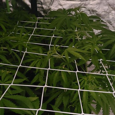 Ams Extreme growlog timeline photo