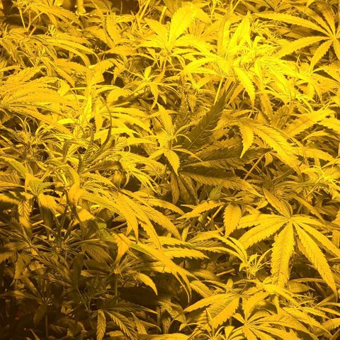Ams Extreme growlog timeline photo