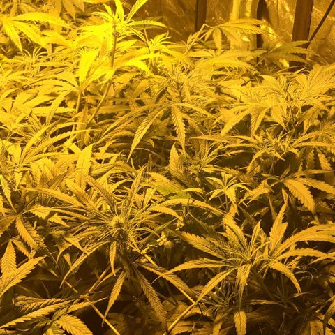 Ams Extreme growlog timeline photo