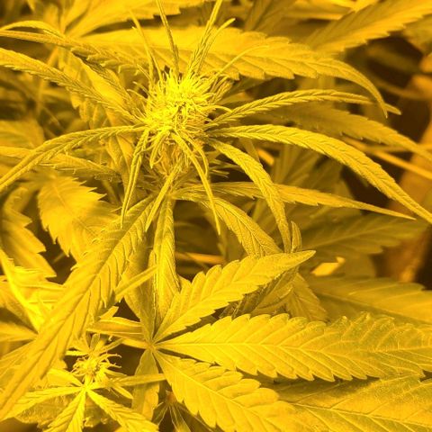 Ams Extreme growlog timeline photo