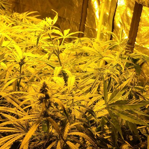 Ams Extreme growlog timeline photo
