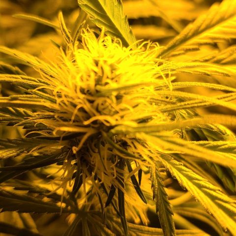 Ams Extreme growlog timeline photo