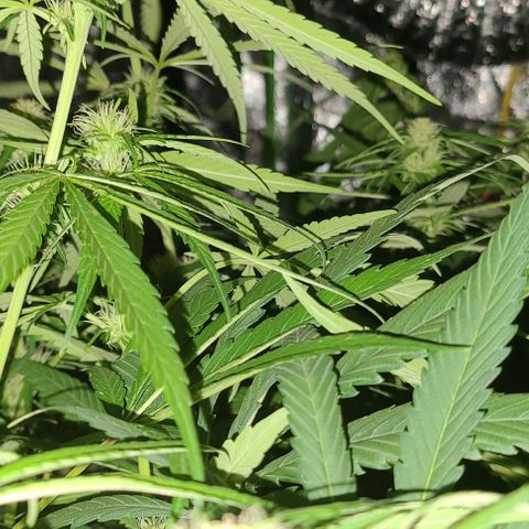 Ams Extreme growlog timeline photo