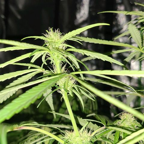 Ams Extreme growlog timeline photo