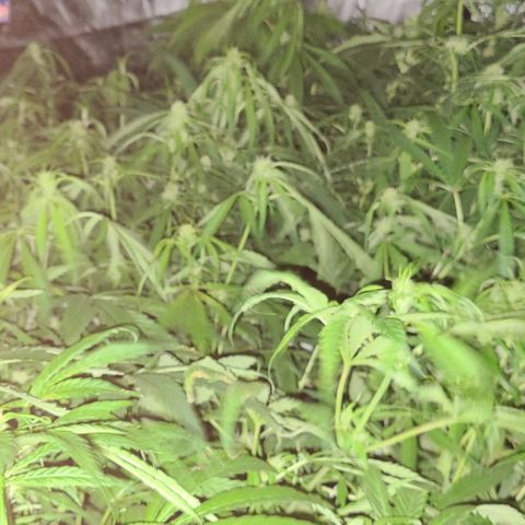 Ams Extreme growlog timeline photo