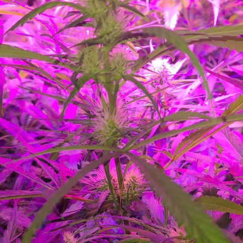 Ams Extreme growlog timeline photo