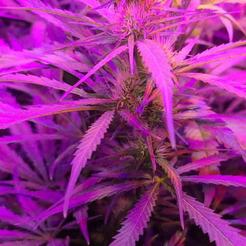Ams Extreme growlog timeline photo