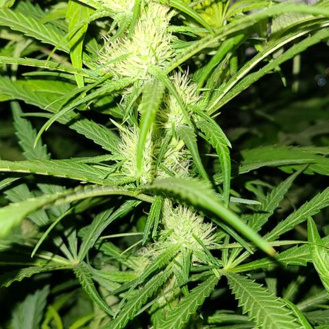 Ams Extreme growlog timeline photo