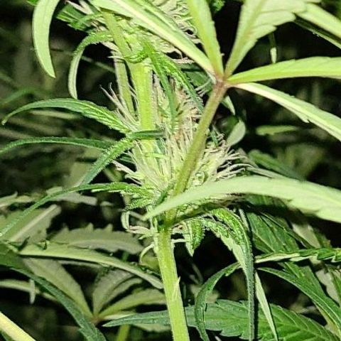 Ams Extreme growlog timeline photo