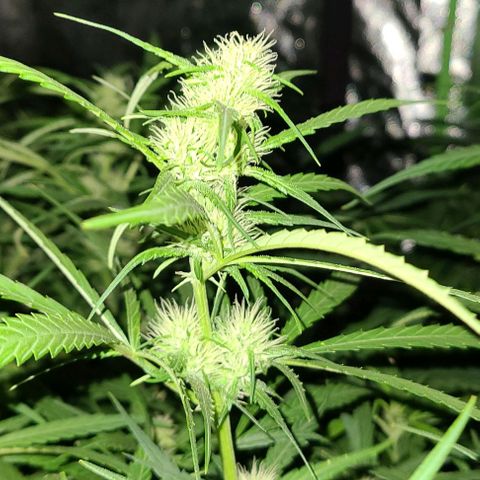 Ams Extreme growlog timeline photo