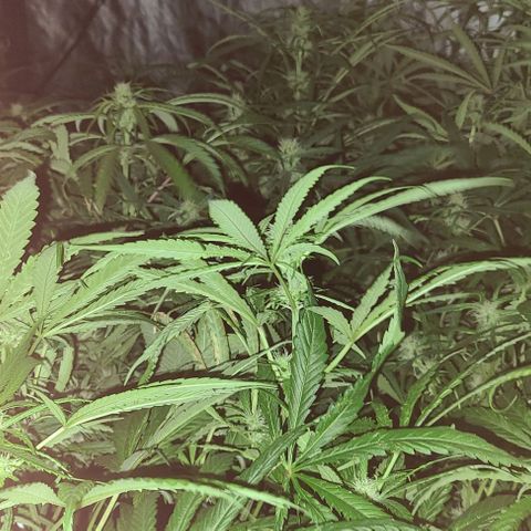 Ams Extreme growlog timeline photo