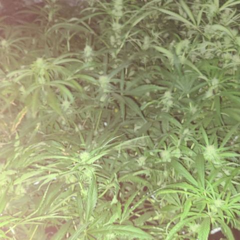 Ams Extreme growlog timeline photo