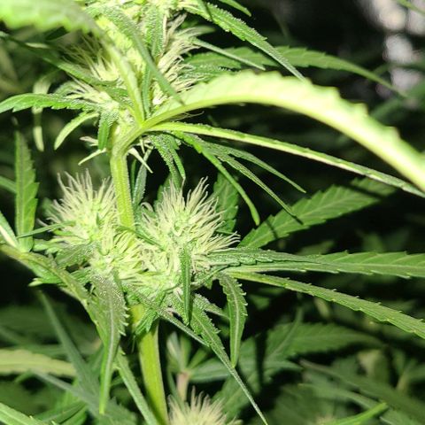 Ams Extreme growlog timeline photo