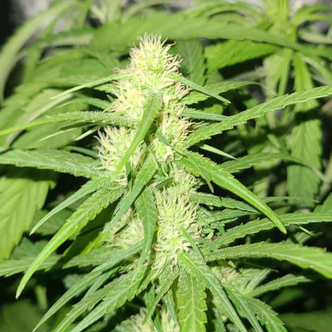 Ams Extreme growlog timeline photo