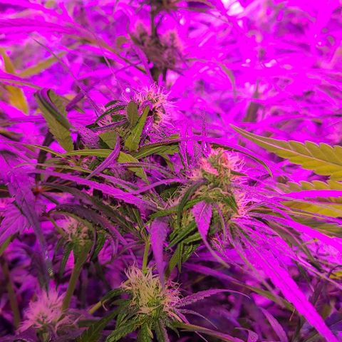 Ams Extreme growlog timeline photo