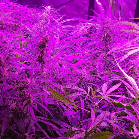 Ams Extreme growlog timeline photo