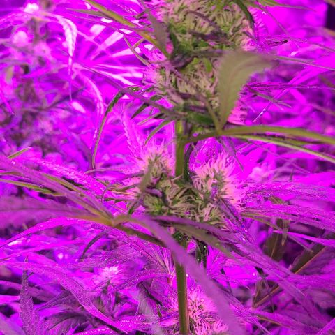 Ams Extreme growlog timeline photo