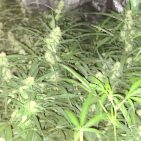 Ams Extreme growlog timeline photo