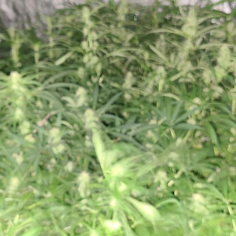 Ams Extreme growlog timeline photo