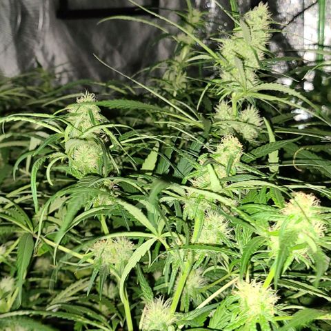 Ams Extreme growlog timeline photo
