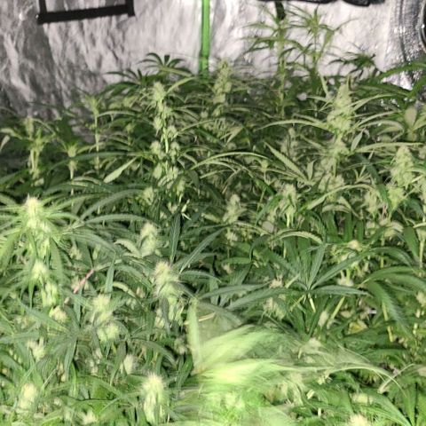 Ams Extreme growlog timeline photo