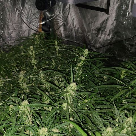 Ams Extreme growlog timeline photo