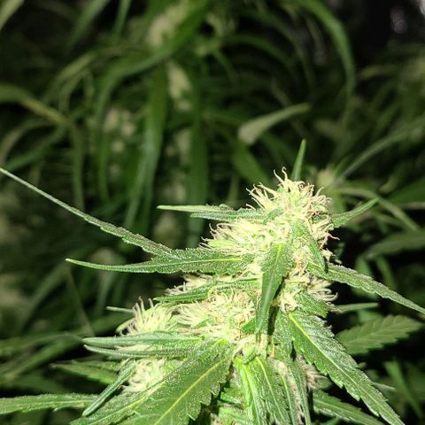 Ams Extreme growlog timeline photo