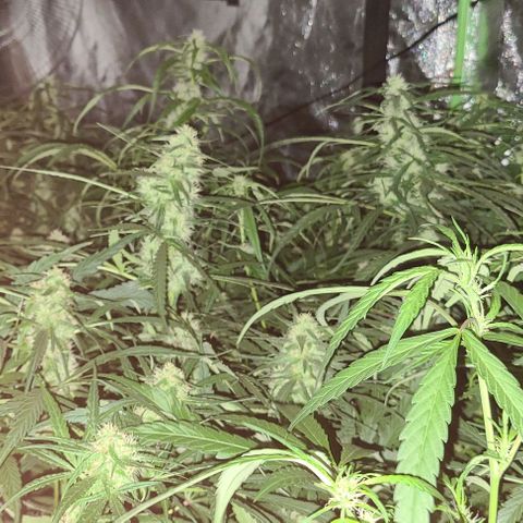 Ams Extreme growlog timeline photo
