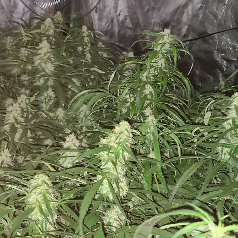 Ams Extreme growlog timeline photo
