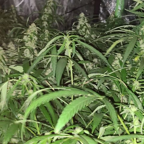 Ams Extreme growlog timeline photo