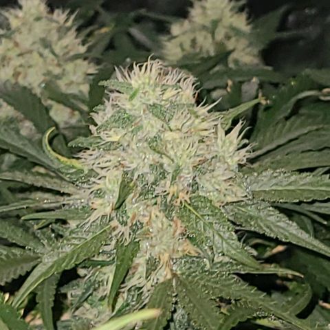 Ams Extreme growlog timeline photo