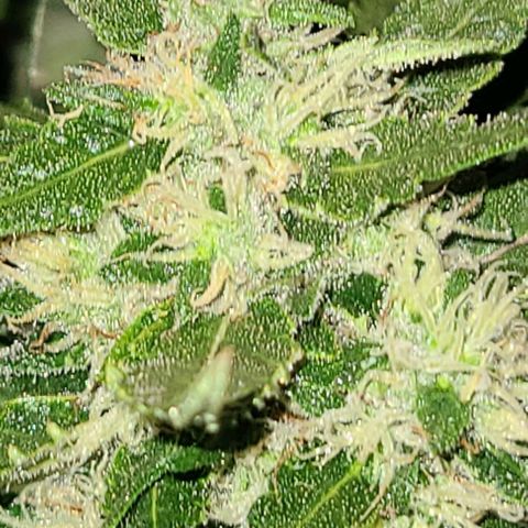 Ams Extreme growlog timeline photo