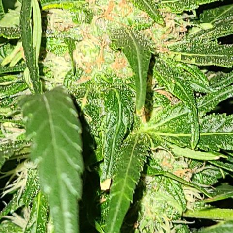 Ams Extreme growlog timeline photo
