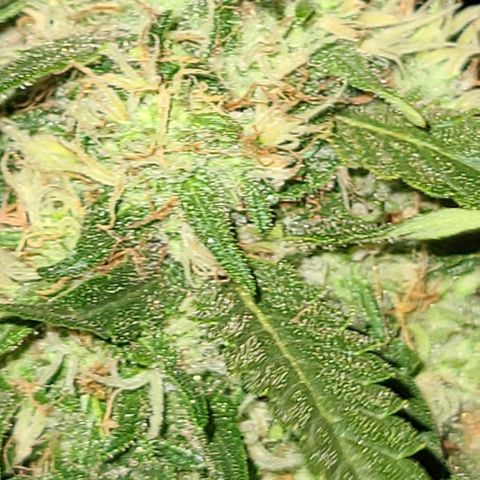 Ams Extreme growlog timeline photo