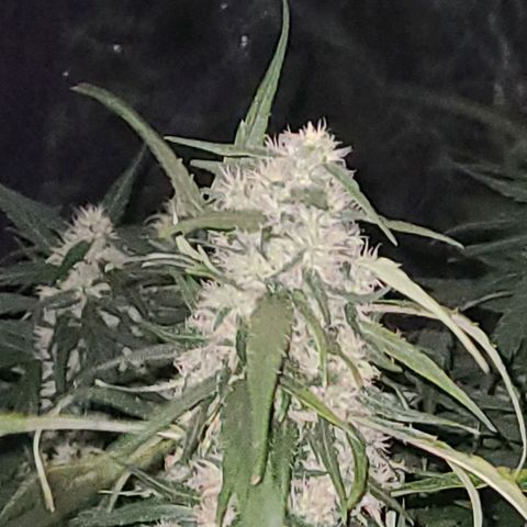 Ams Extreme growlog timeline photo